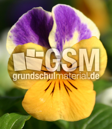 Stiefmuetterchen-gelb-lila.jpg
